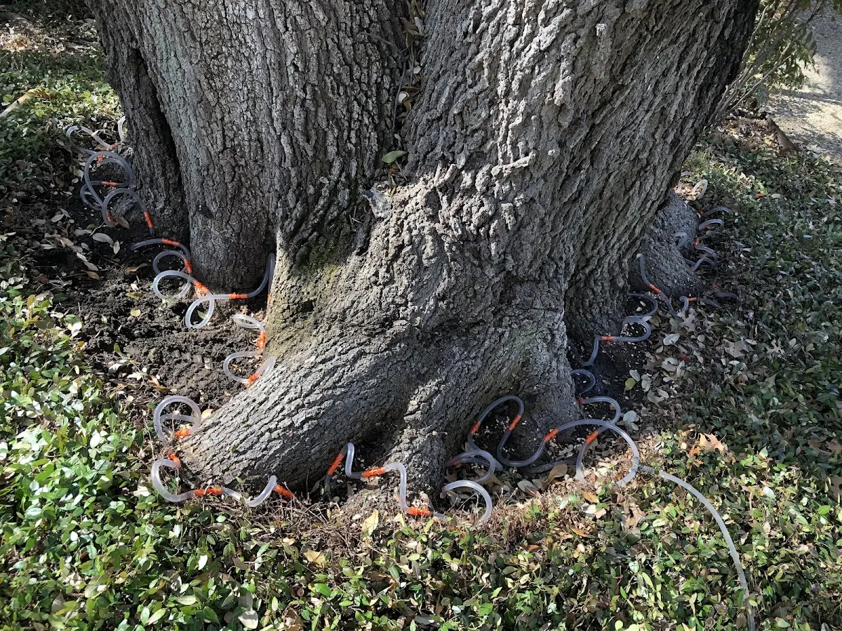 Detailed Tree Cabling and Bracing job site in Niverville