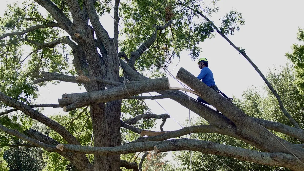 Professional Crown Thinning performed by certified arborists in Niverville
