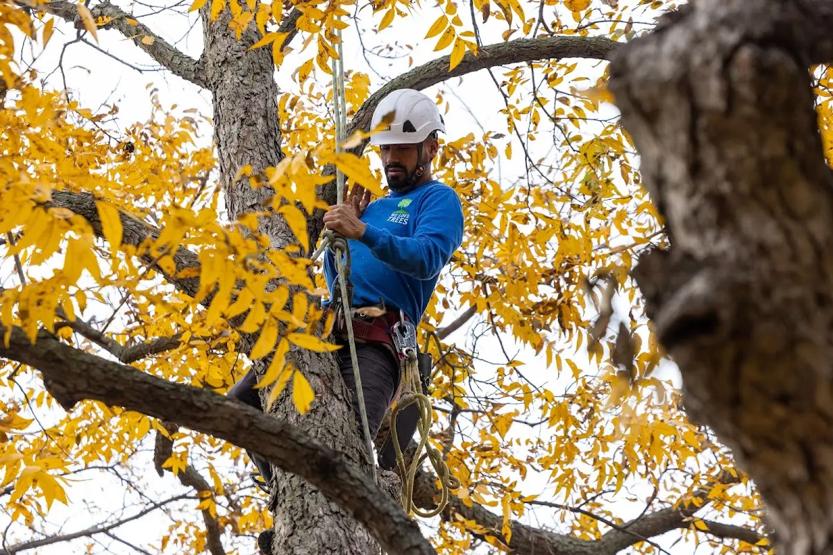 Skilled Tree Pruning crew working in Niverville