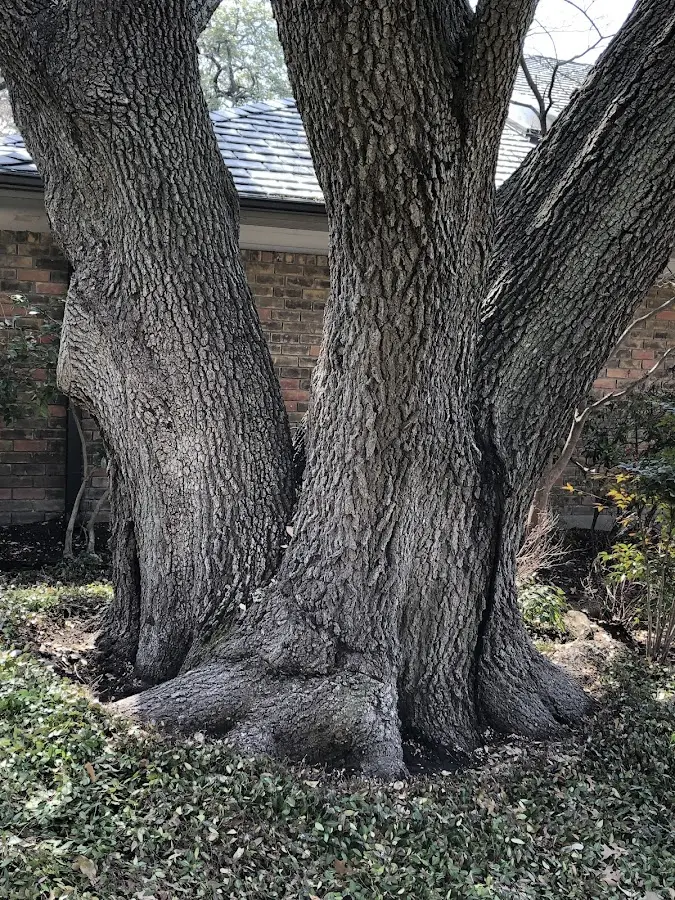Mature heritage tree close to a Niverville property cared for by certified arborists